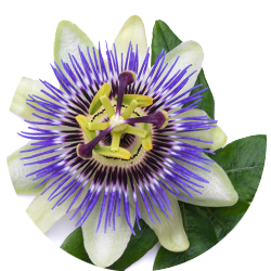 Image of a Passionflower